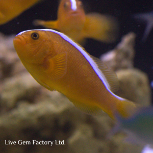 Clownfish - Skunk (Orange)