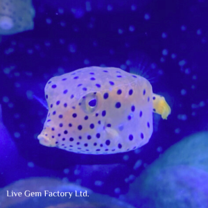 Boxfish - Yellow