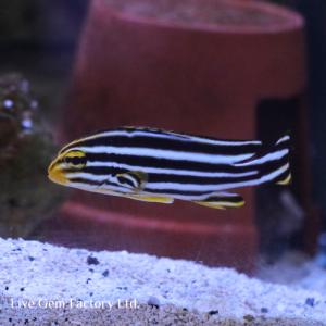 Sweetlips - Yellowline