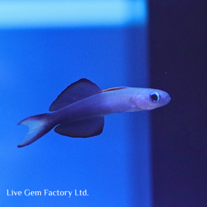 Dartfish - Blackfin