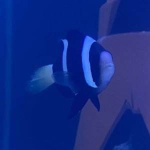 Clownfish - Clarkii