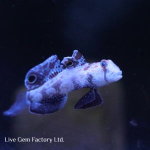 Goby - Two Spot