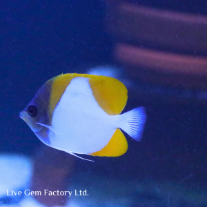 Butterflyfish - Diamond