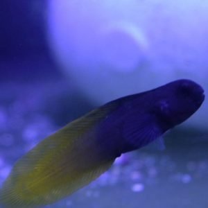 Blenny- Yellowtail