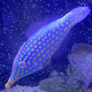 Filefish - Orange Spotted
