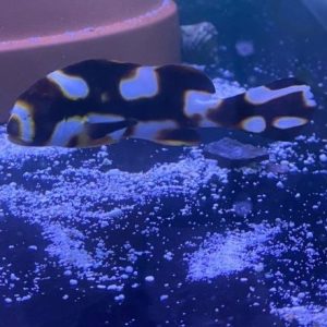 Sweetlips - Oriental