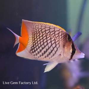 Butterflyfish - Pearl Scale