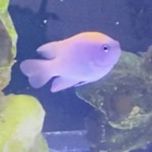 Damsel - Pink