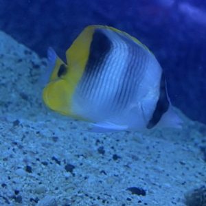 Butterflyfish - Sickle