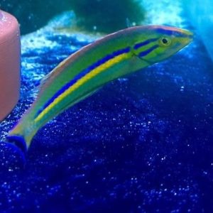 Wrasse - Smalltail Pencil (Male)