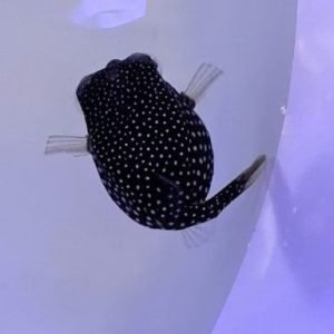 Boxfish - Whitespot