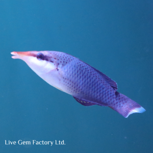 Wrasse - Bird (Male)