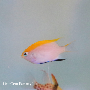 Damsel - Blue Fin
