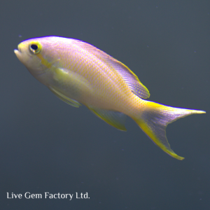 Anthias - Green