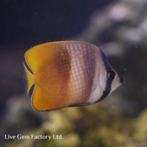 Butterflyfish - Sunburst