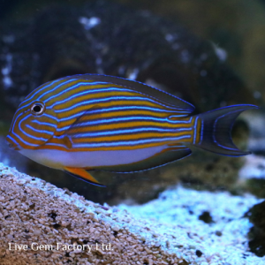 Tang - Lineatus