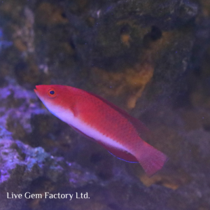 Wrasse - Red Fin Fairy