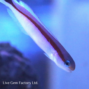 Tilefish - Skunk (Pair)