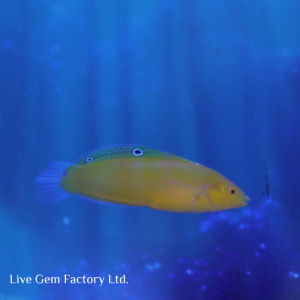 Wrasse - Yellow Coris