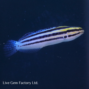 Blenny - Striped