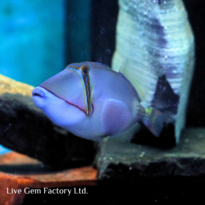 Triggerfish - Bursa