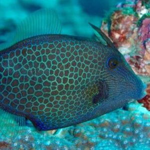 Filefish - Honeycomb