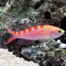 Anthias - Red Saddled
