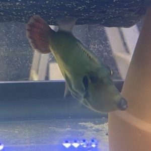 Filefish - Red Tail