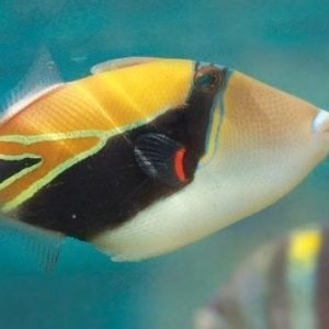 Triggerfish - Reef