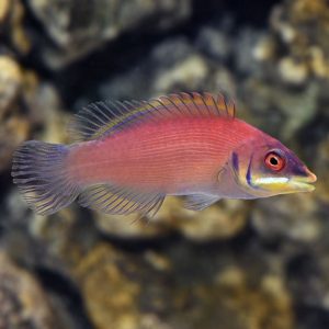 Wrasse - Secretive