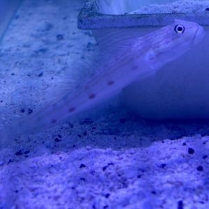 Goby - Striped Sleeper