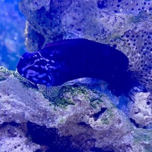 Blenny - Tribal