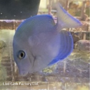 Tang - Atlantic Blue