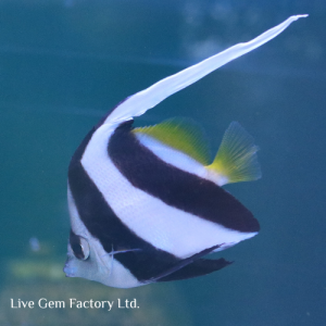 Butterflyfish - White and Black Heniochus