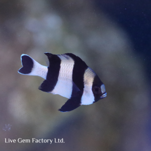 Damsel - Four Stripe