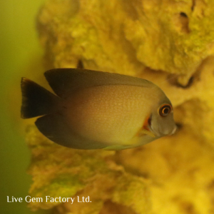 Tang - Half Black Mimic