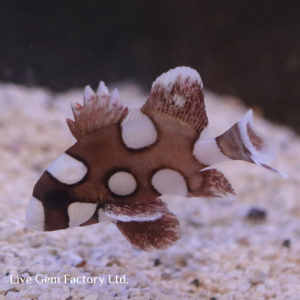 Sweetlips - Harlequin