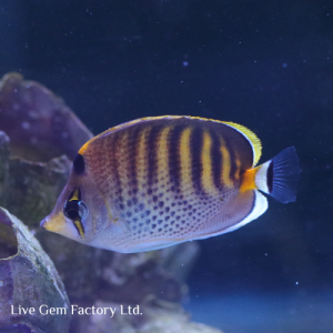 Butterflyfish - Spotband