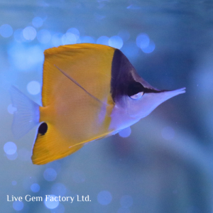 Butterflyfish - Yellow Longnose