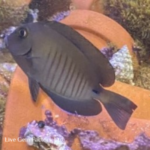 Tang - Doctorfish