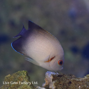 Angelfish - Half Black