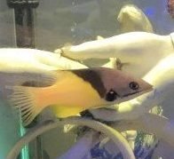 Hogfish - Coral