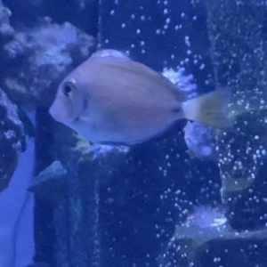 Tang - Ocean Surgeon