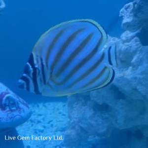 Butterflyfish - Ornate