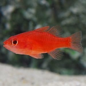 Cardinal - Red