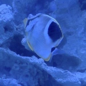 Butterflyfish - Saddleback