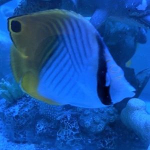 Butterflyfish - Threadfin