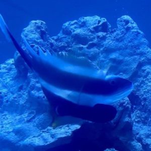 Butterflyfish - Threeband Pennant Heniochus
