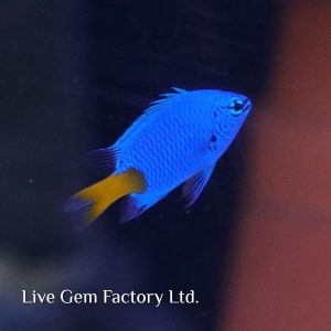 Damsel - Yellowtail Blue