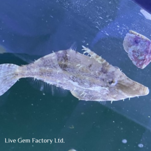 Filefish - Fringed
